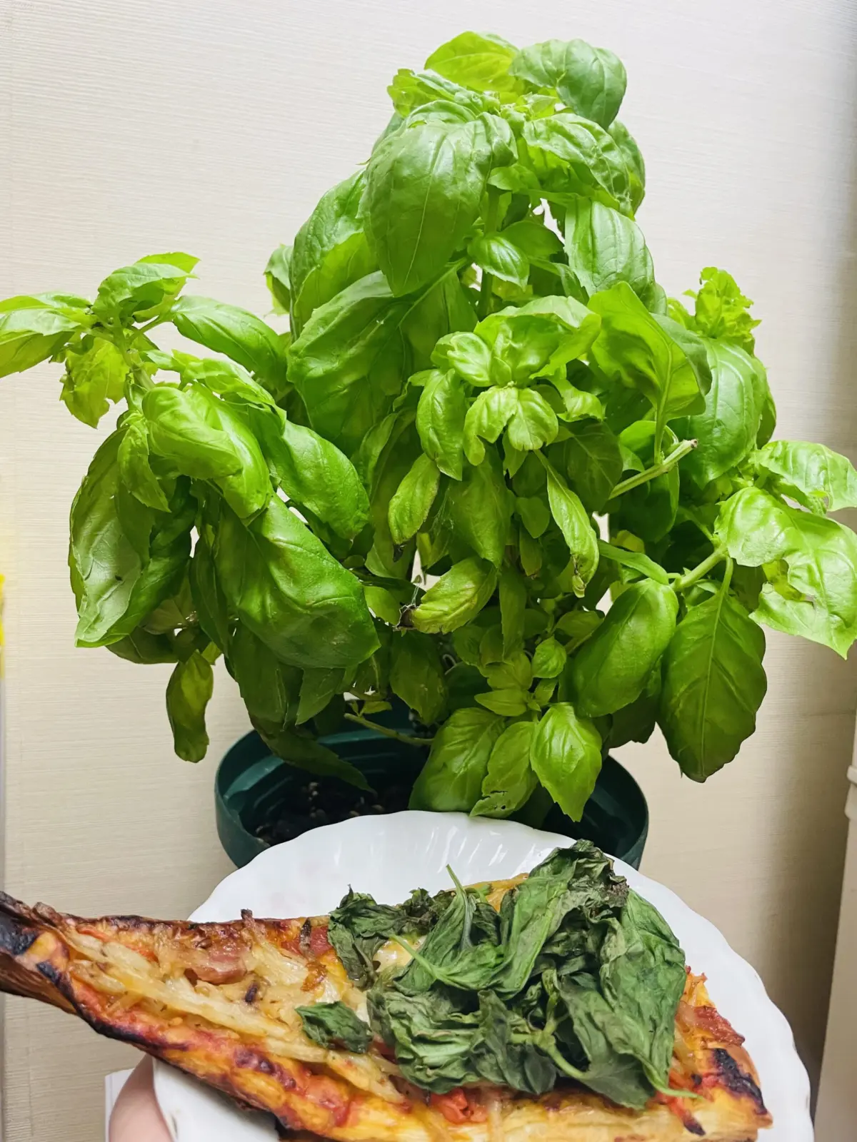 バジル　自家製　朝ご飯にも