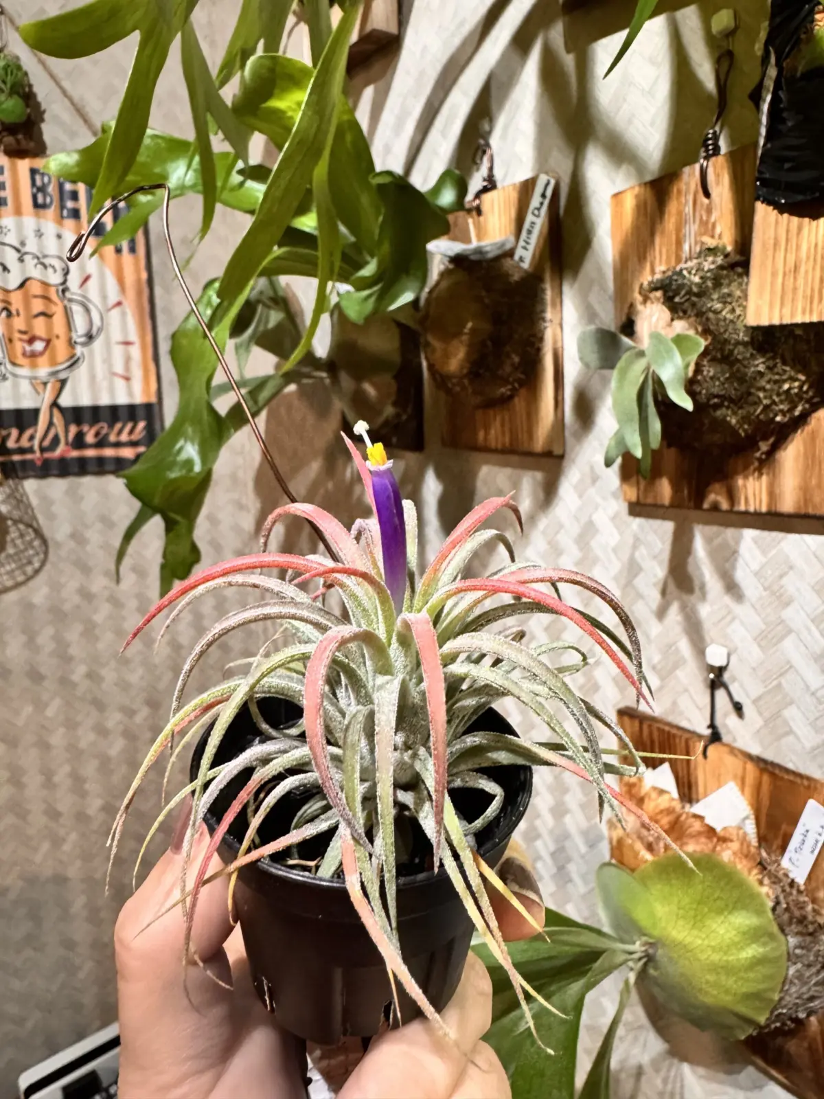 ティランジア　イオナンタ　ロン