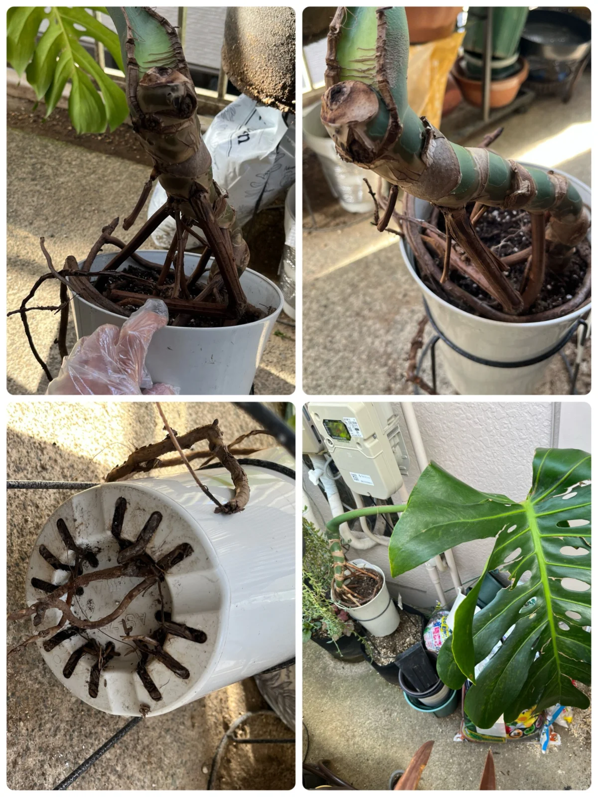 半額　モンステラ　デリシオーサ　その3