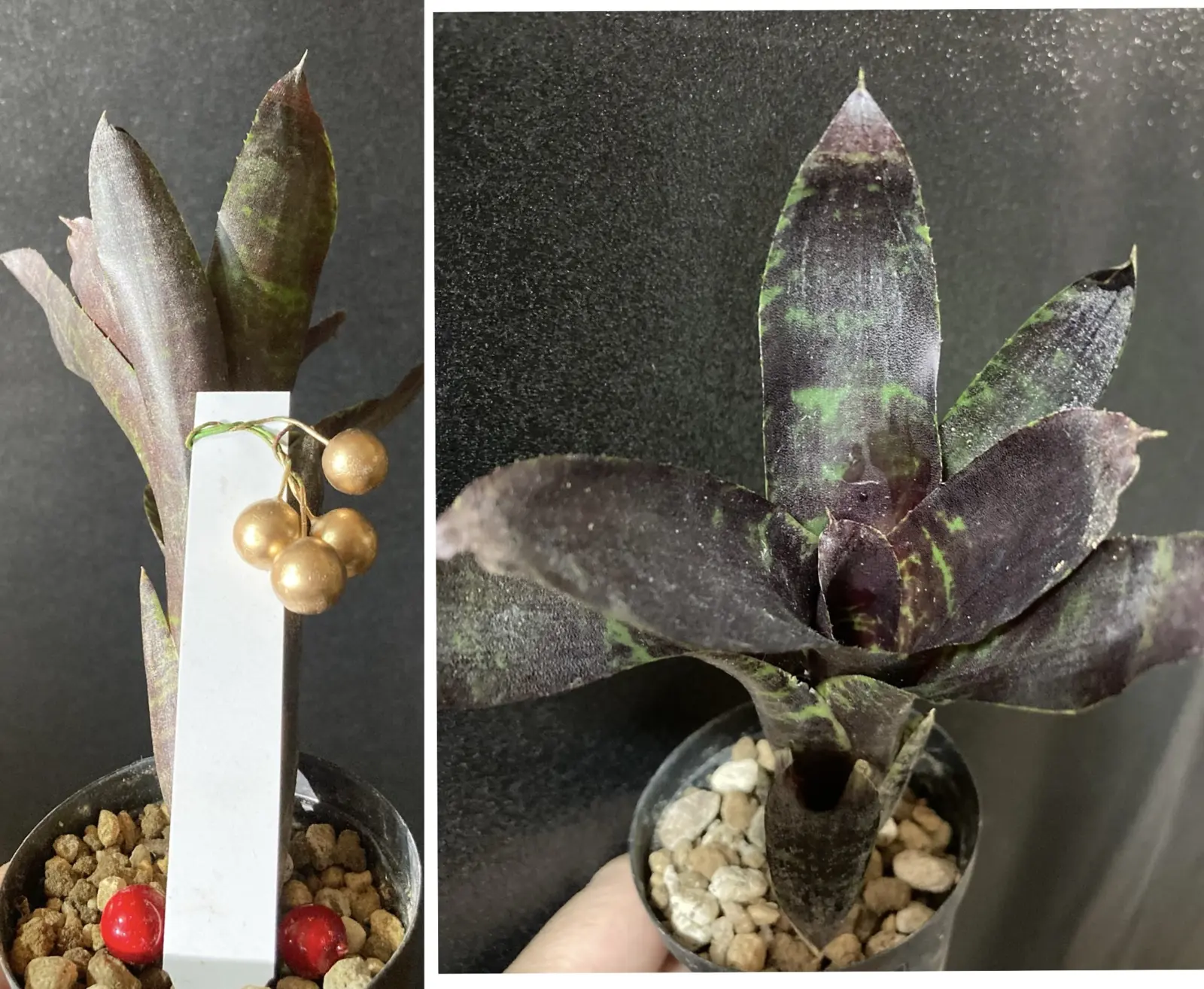 ネオレゲリア ジャバプラム