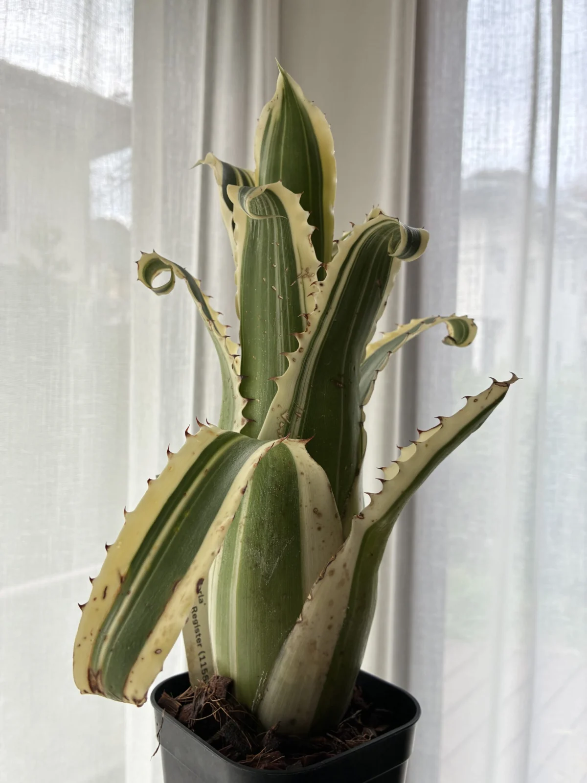 ホヘンベルギア　カーラ