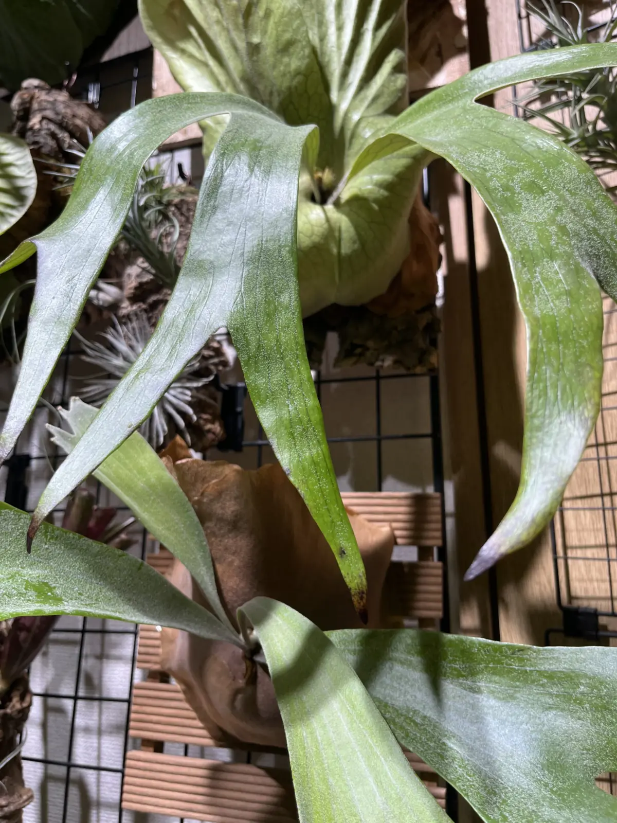 ビカクシダ　ステマリア