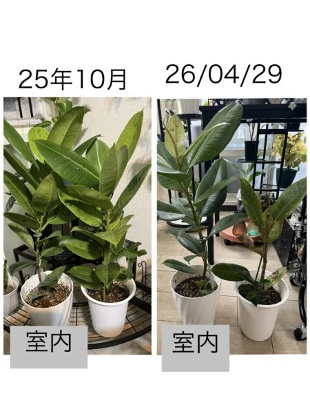 横浜 フィカス ジン 成長比較