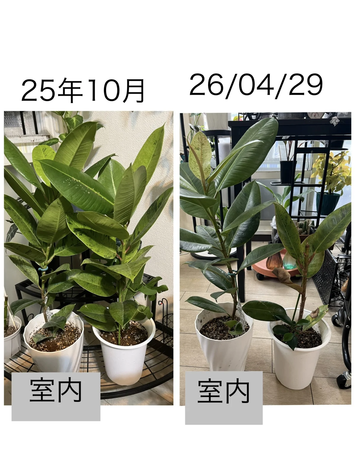 横浜　フィカス　ジン　成長比較