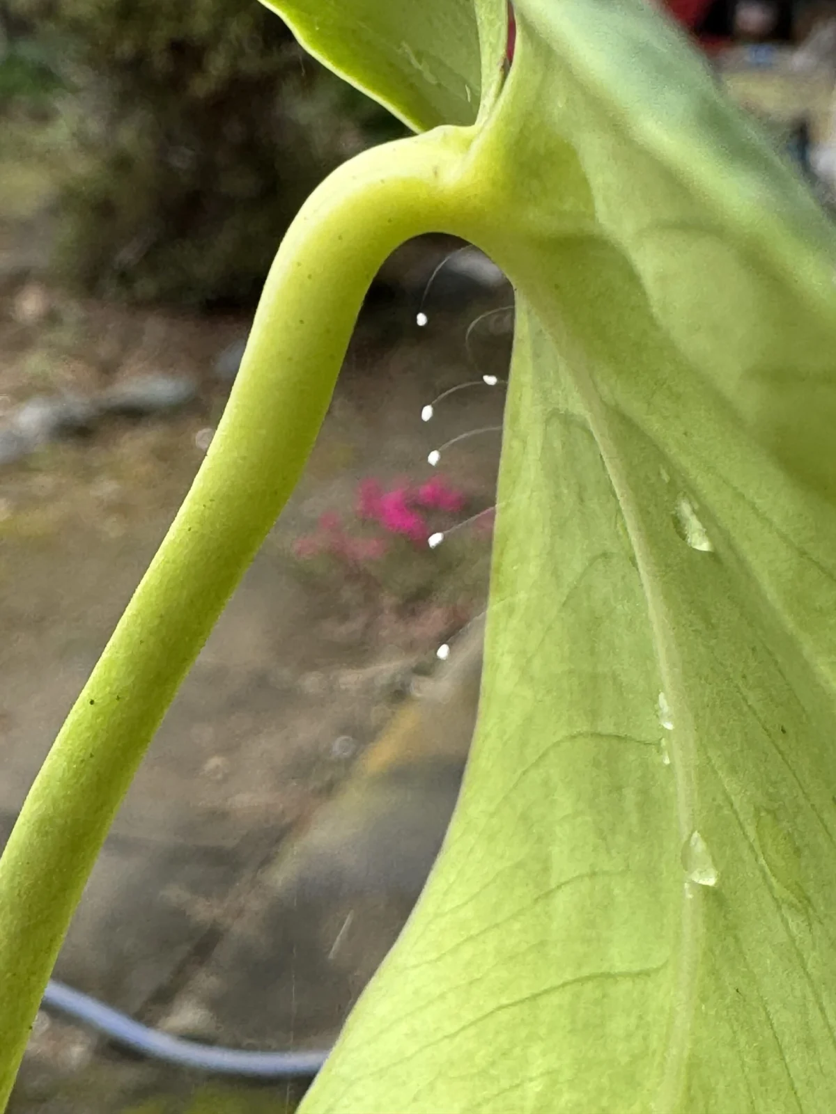 モンステラ　虫　クサカゲロウの卵　