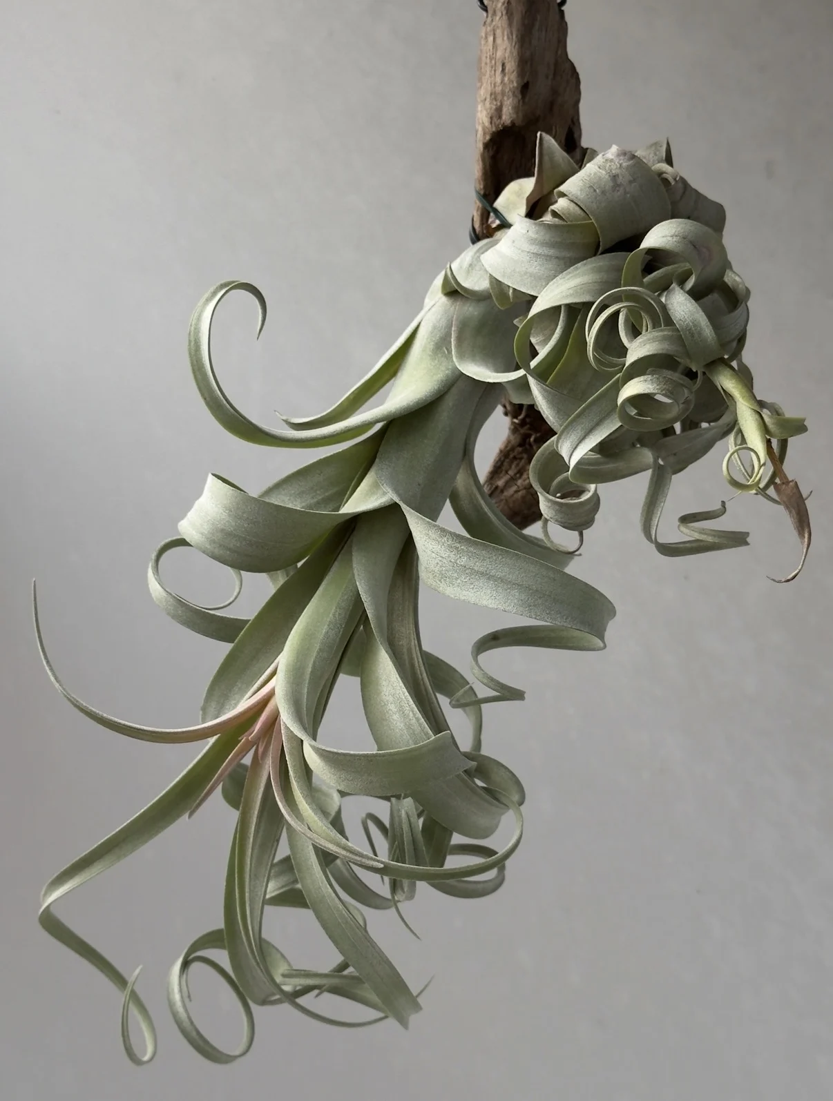 チランジア カーリースリム