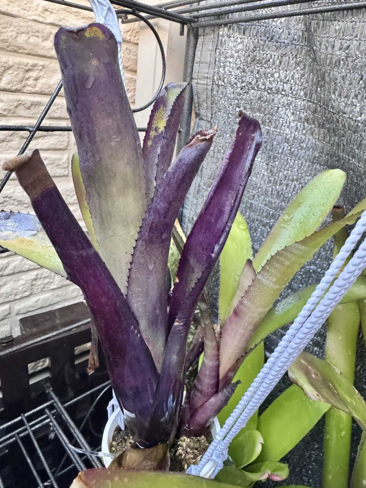 ビルベルギア　パープルカウ