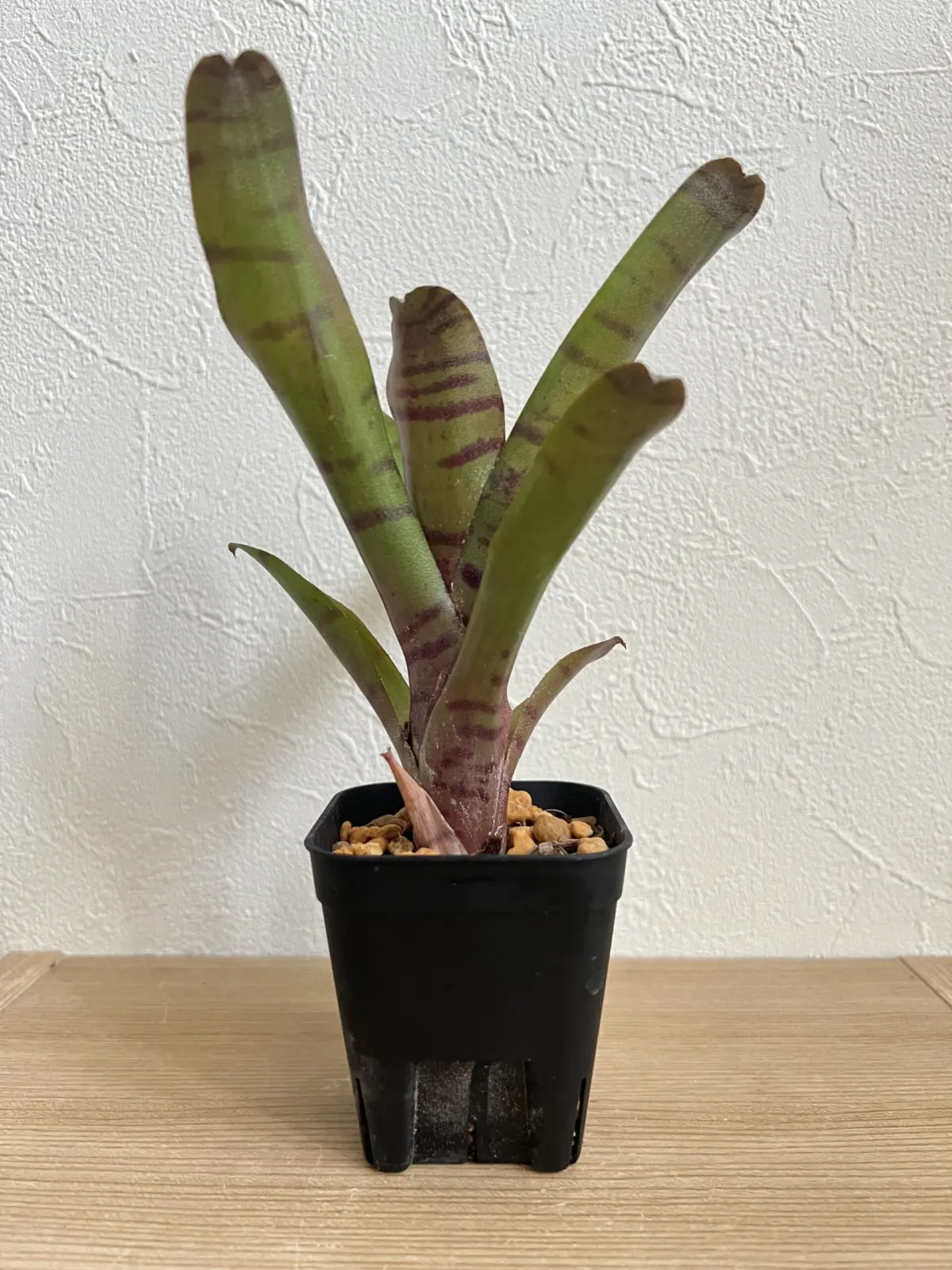 ネオレゲリア ドルチェデレチェ