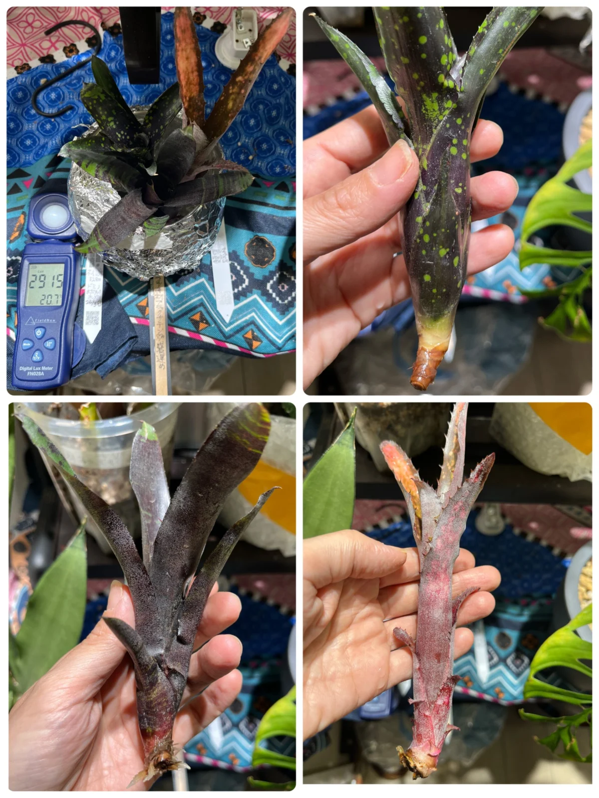 横浜 タンクブロメリア 初心者 植え付け前