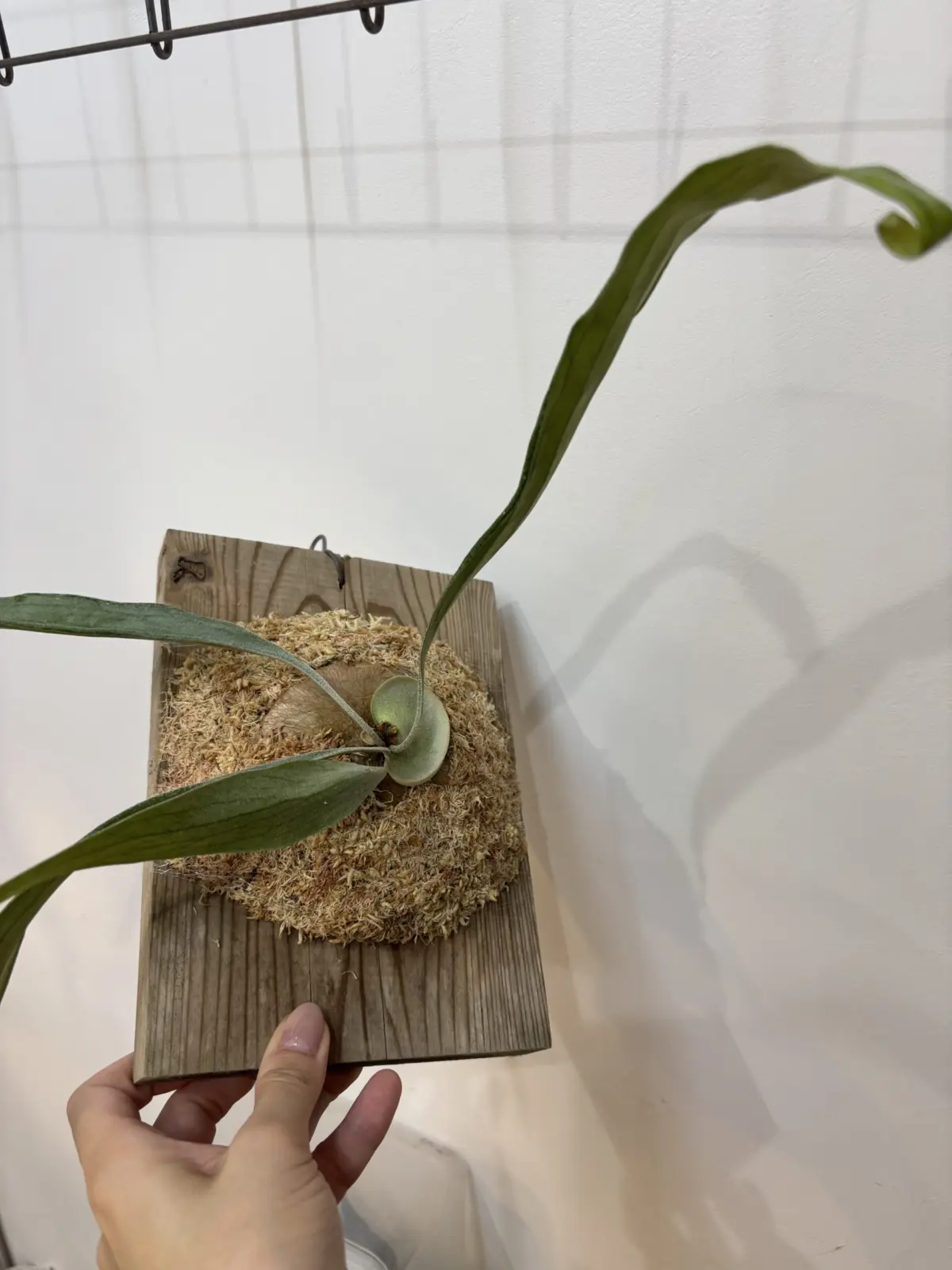 3年かかった子ゾンビルイス