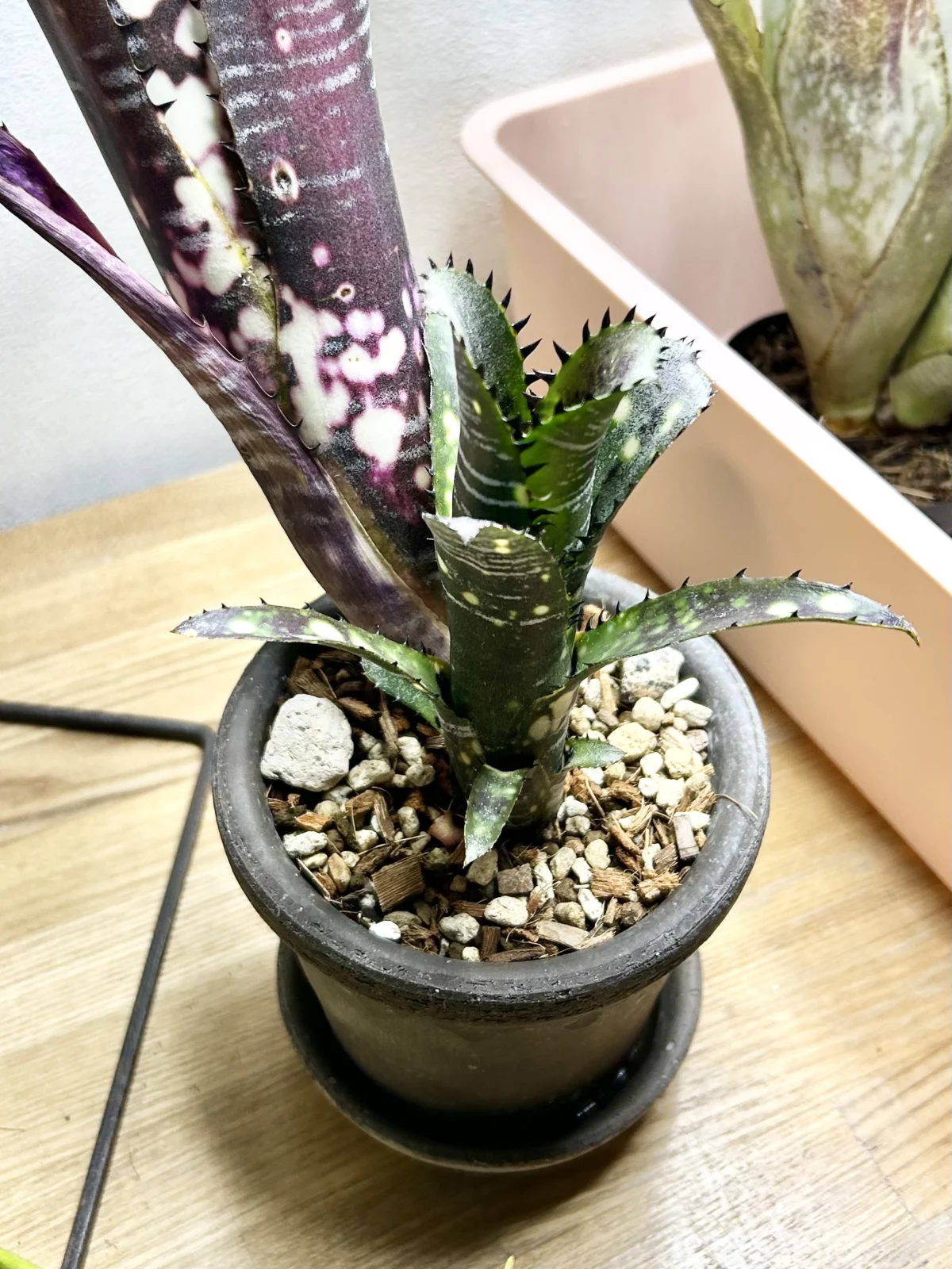 ビルベルギア　ヴィッタータ　ドミンゴスマルティンス