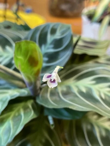 マランタ No ID 花