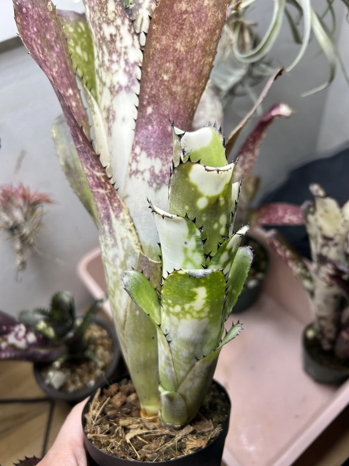 ビルベルギア　カハカイ