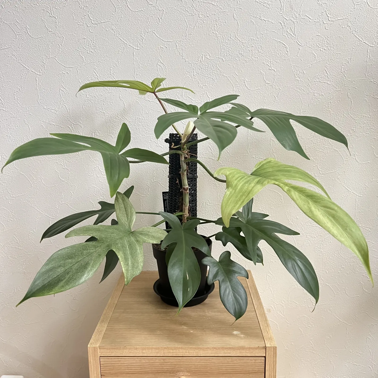 フィロデンドロン フロリダゴースト 登り棒