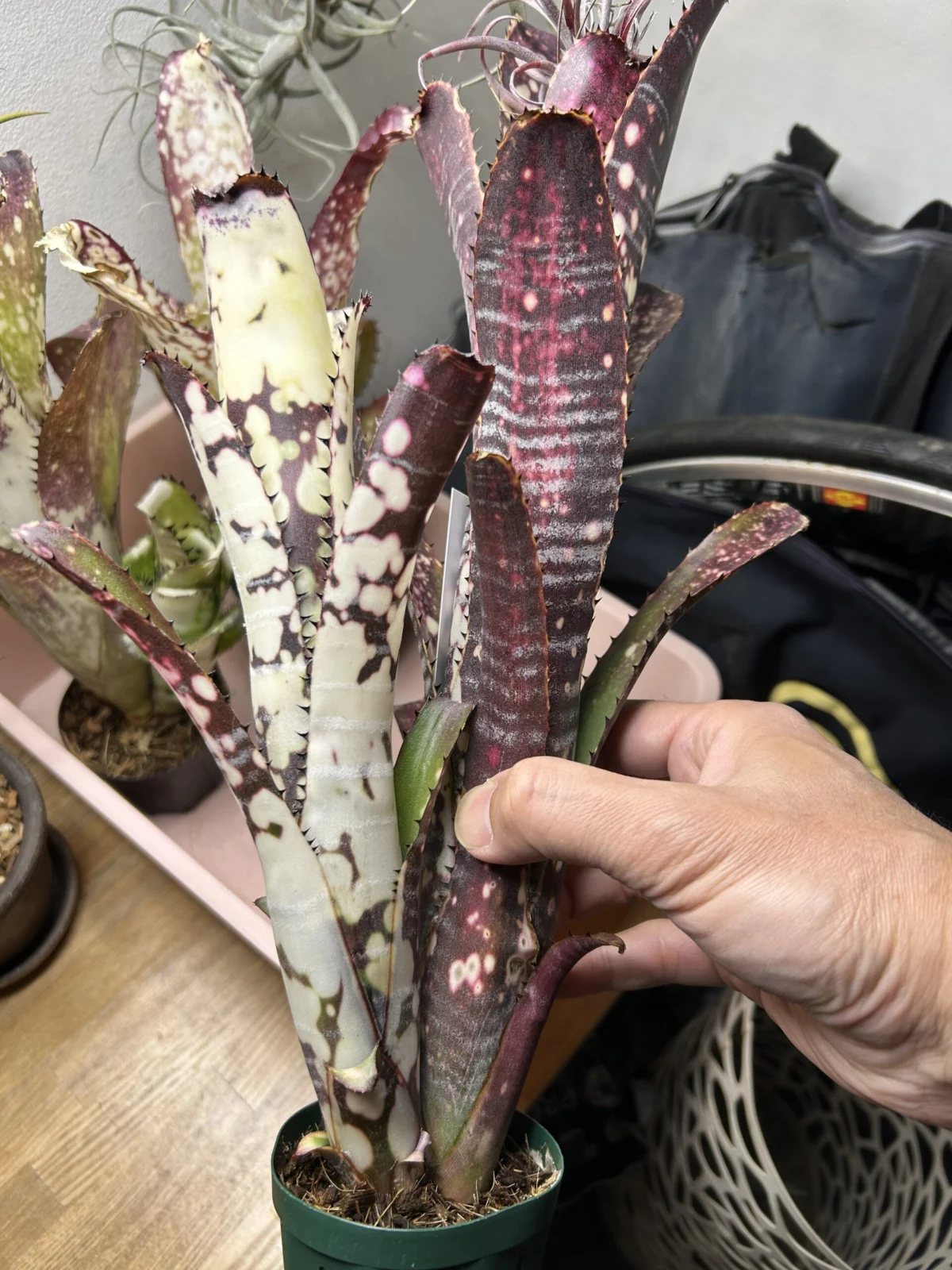 ビルベルギア　キャンベイ　スノーストーム