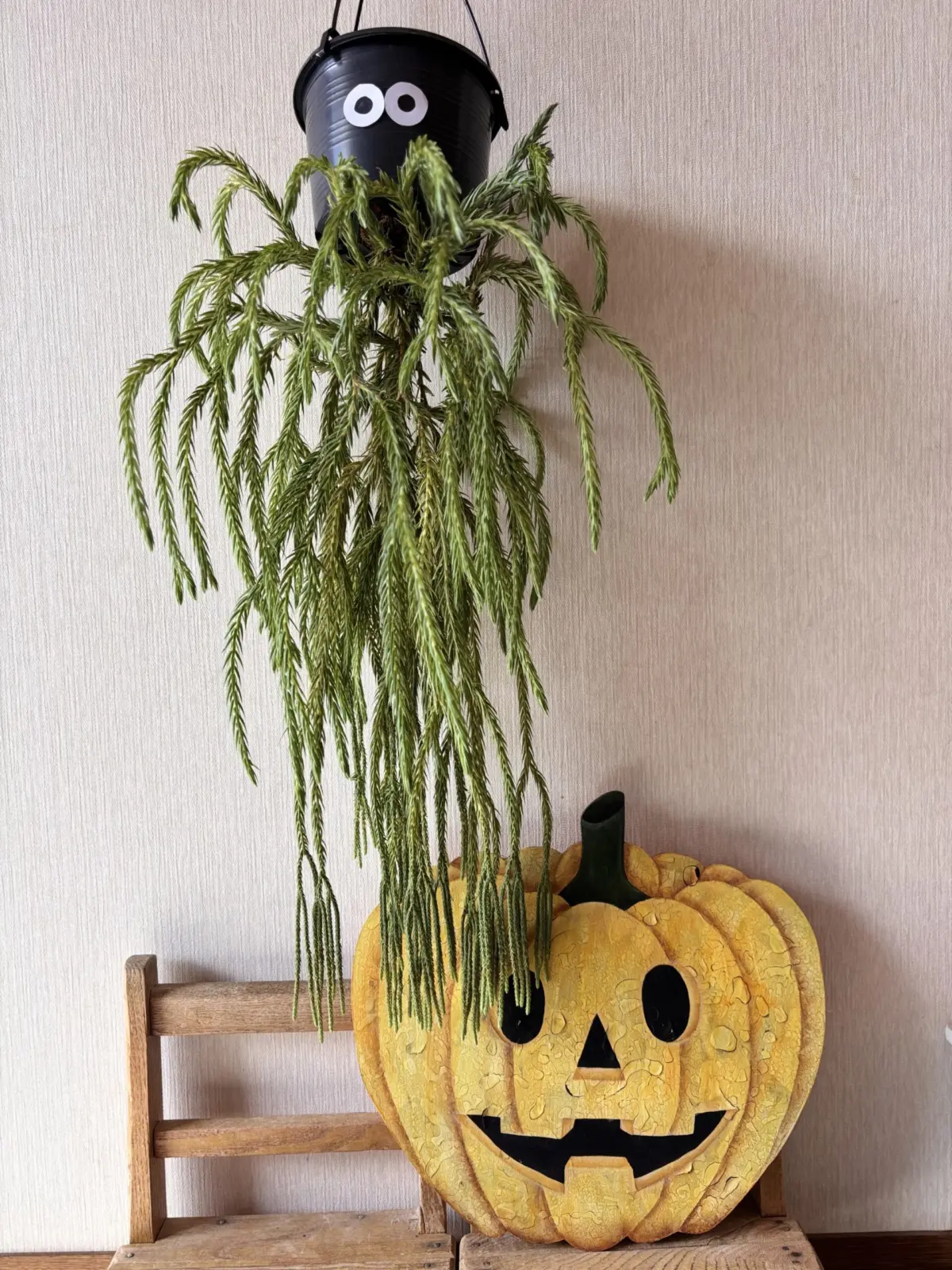 フペルジア　カリナータ　ブルークライ /ブルークレイ