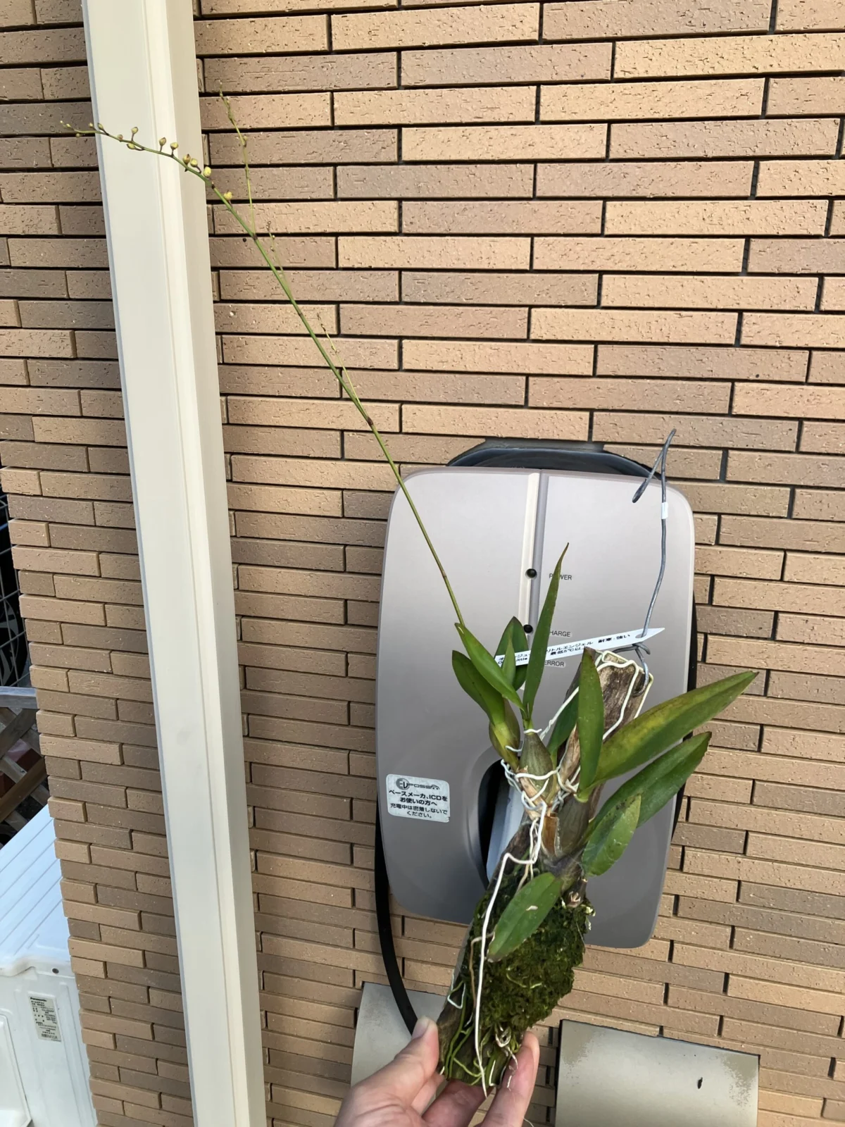 オンシジューム リトルエンジェル