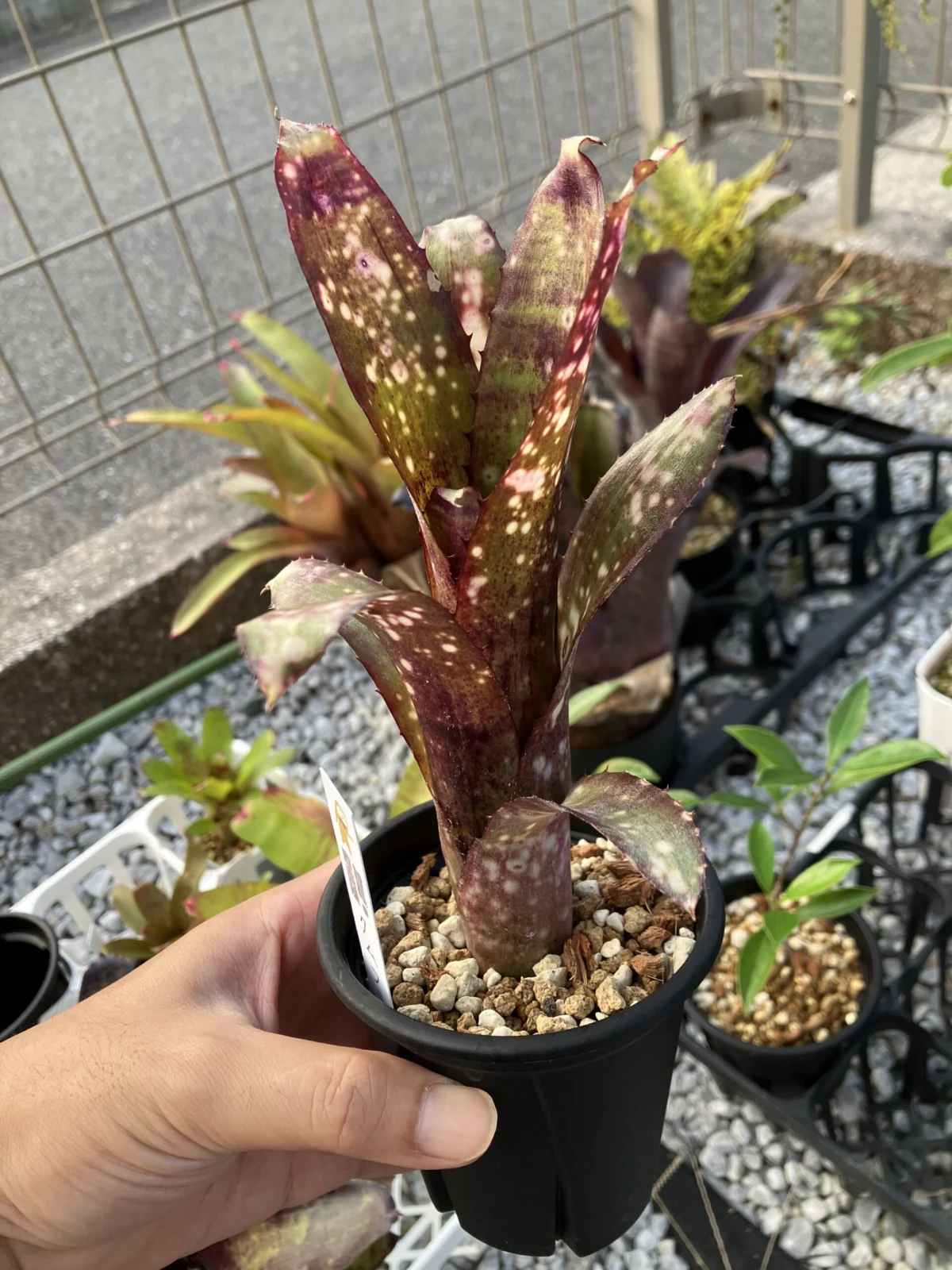 ビルベルギア クムフラ