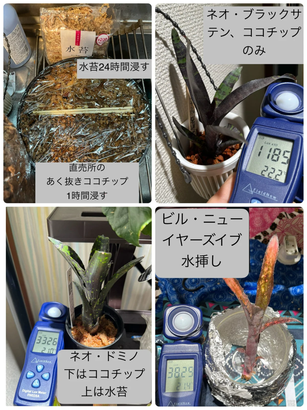 横浜 タンクブロメリア 初心者 植え付け後