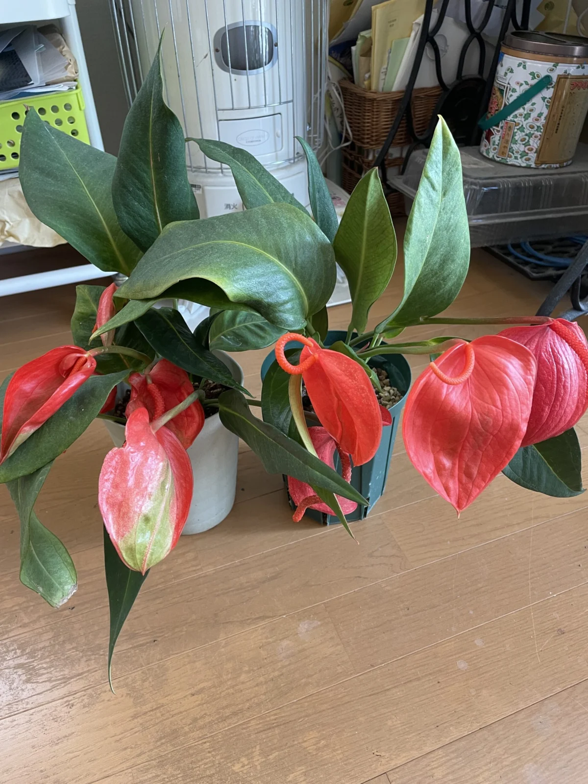 アンスリウム　シェリツェリアナム　ドラゴン