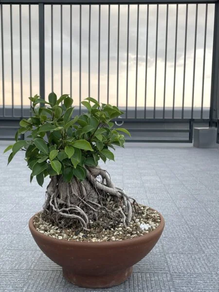 ガジュマル