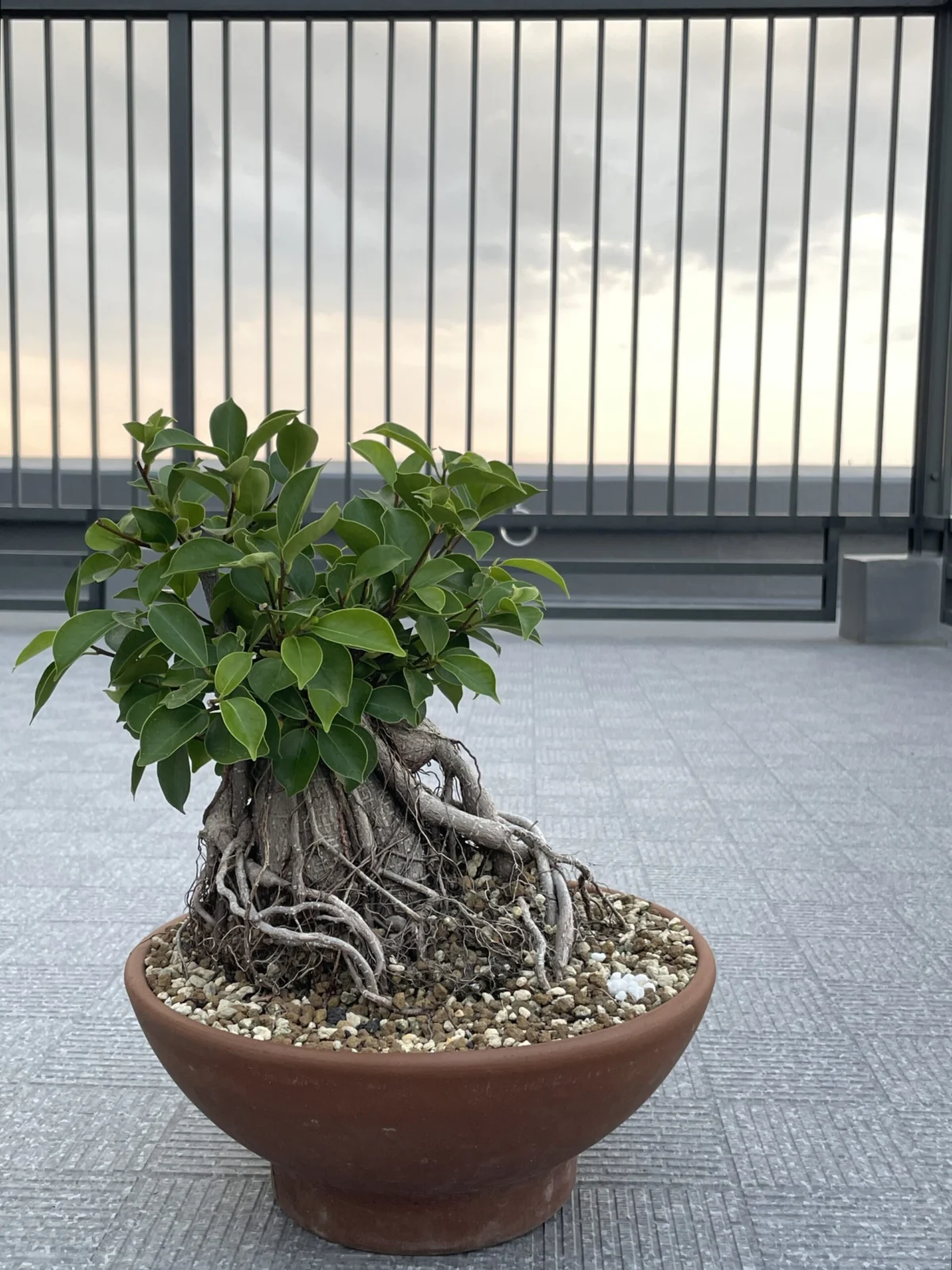 ガジュマル
