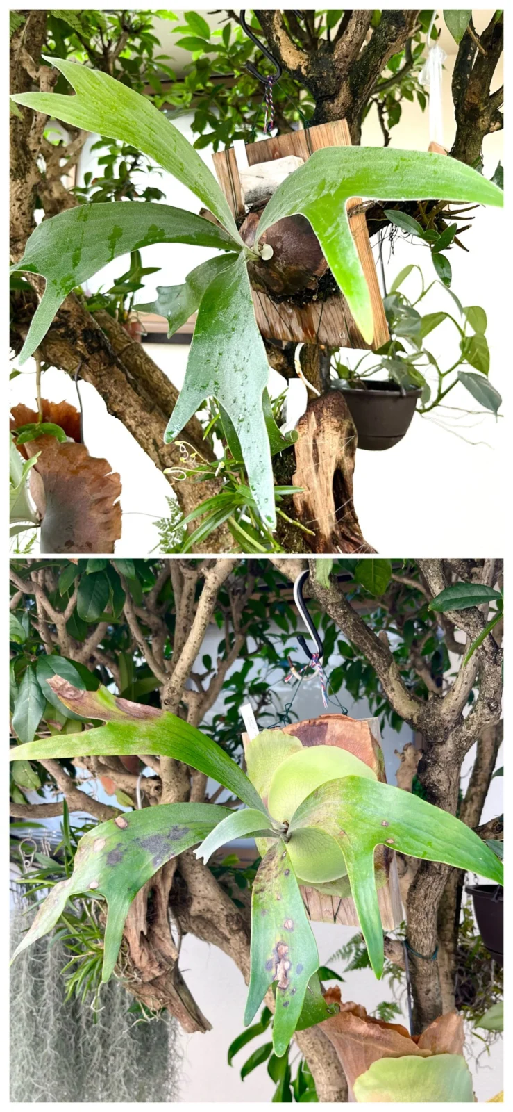 ビカクシダ　ジョー　Joe