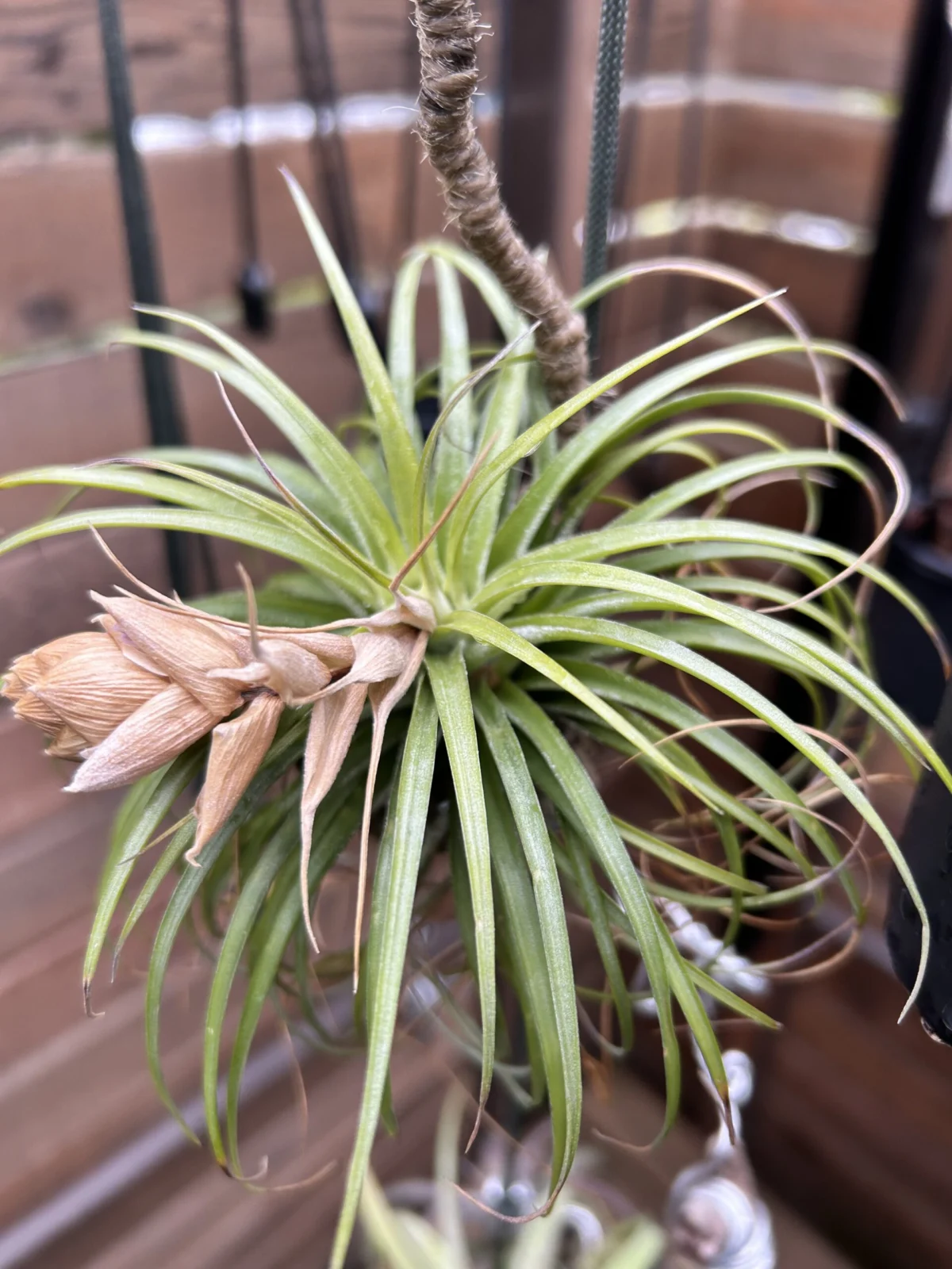 ティランジア　ストリクタ