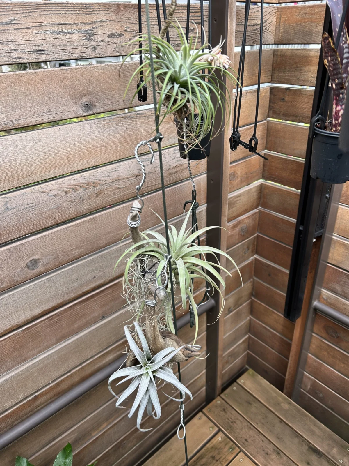 ティランジア　外出し