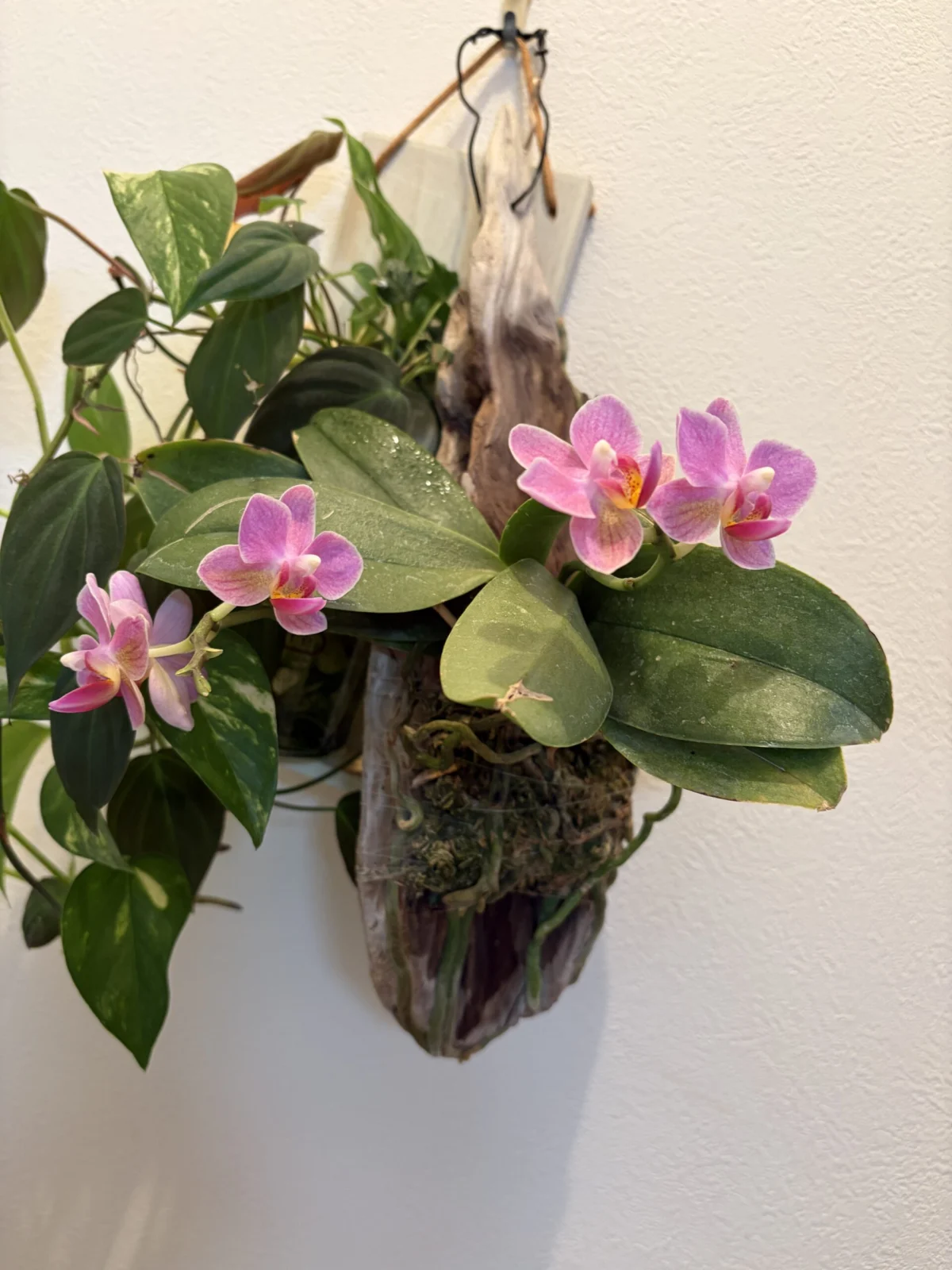 胡蝶蘭　ミディ