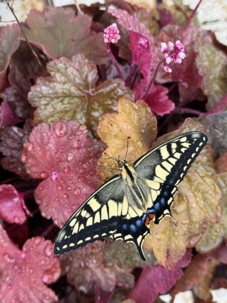 ヒューケラ リオ 花 蝶 虫