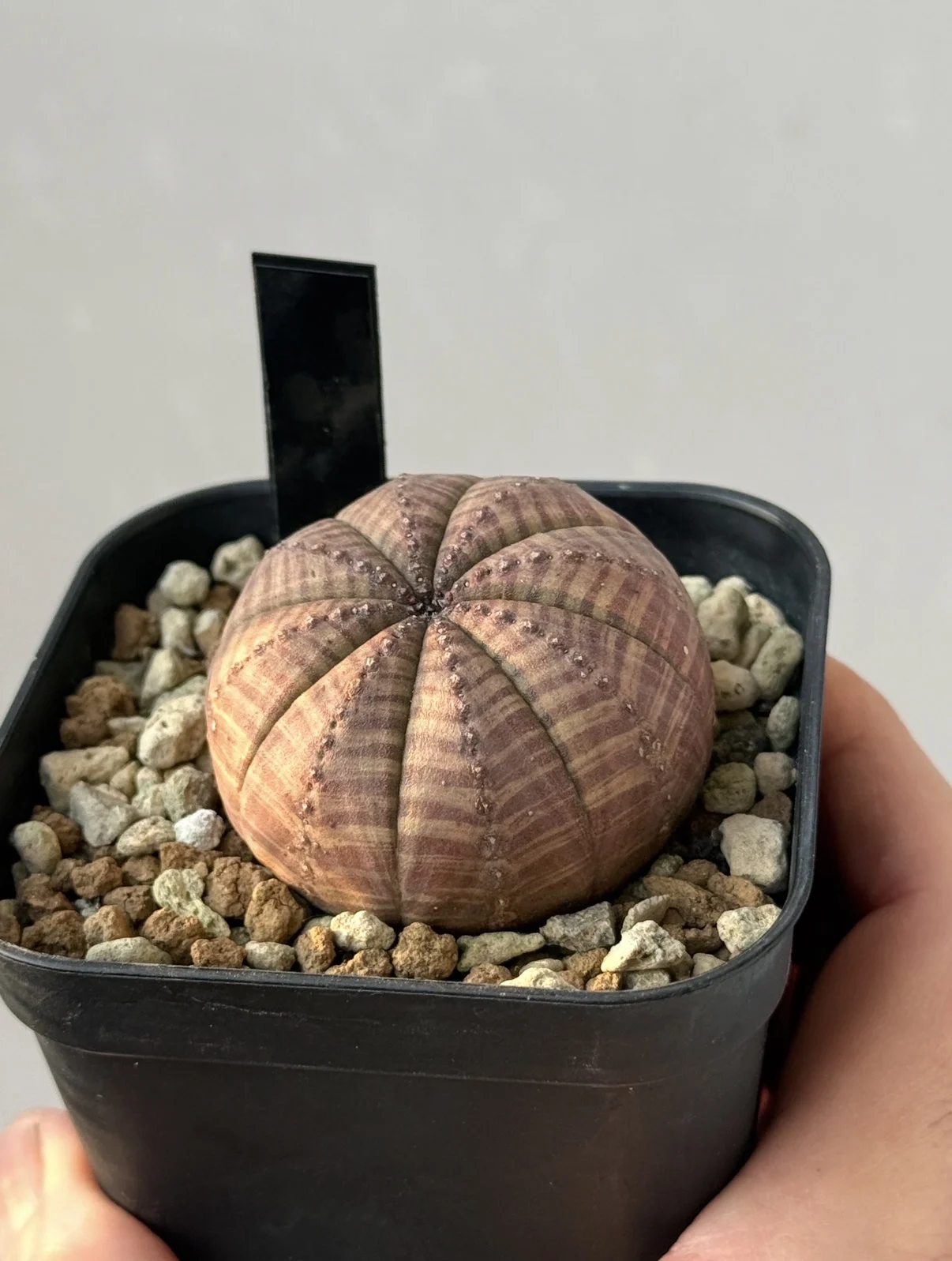 ユーフォルビア オベサ