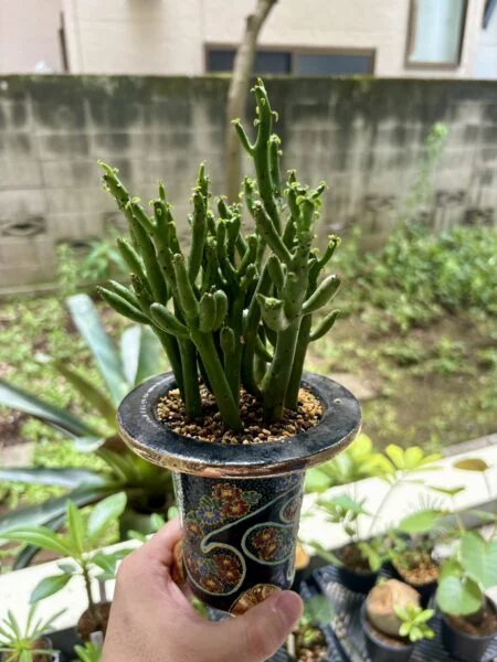 ユーフォルビア　セドロルム