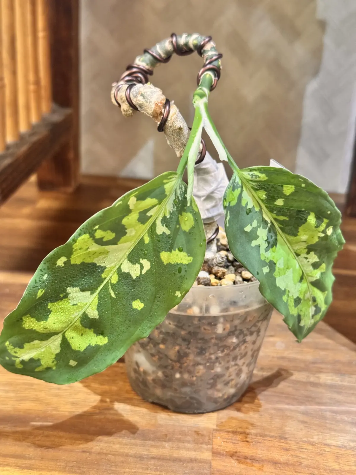 アグラオネマ ピクタム 村直 アロイド盆栽