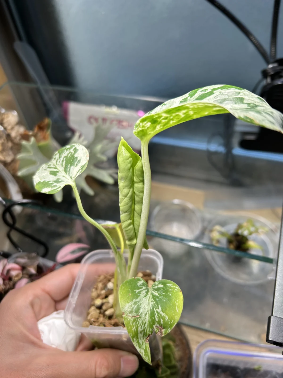 モンステラ　バルバソー