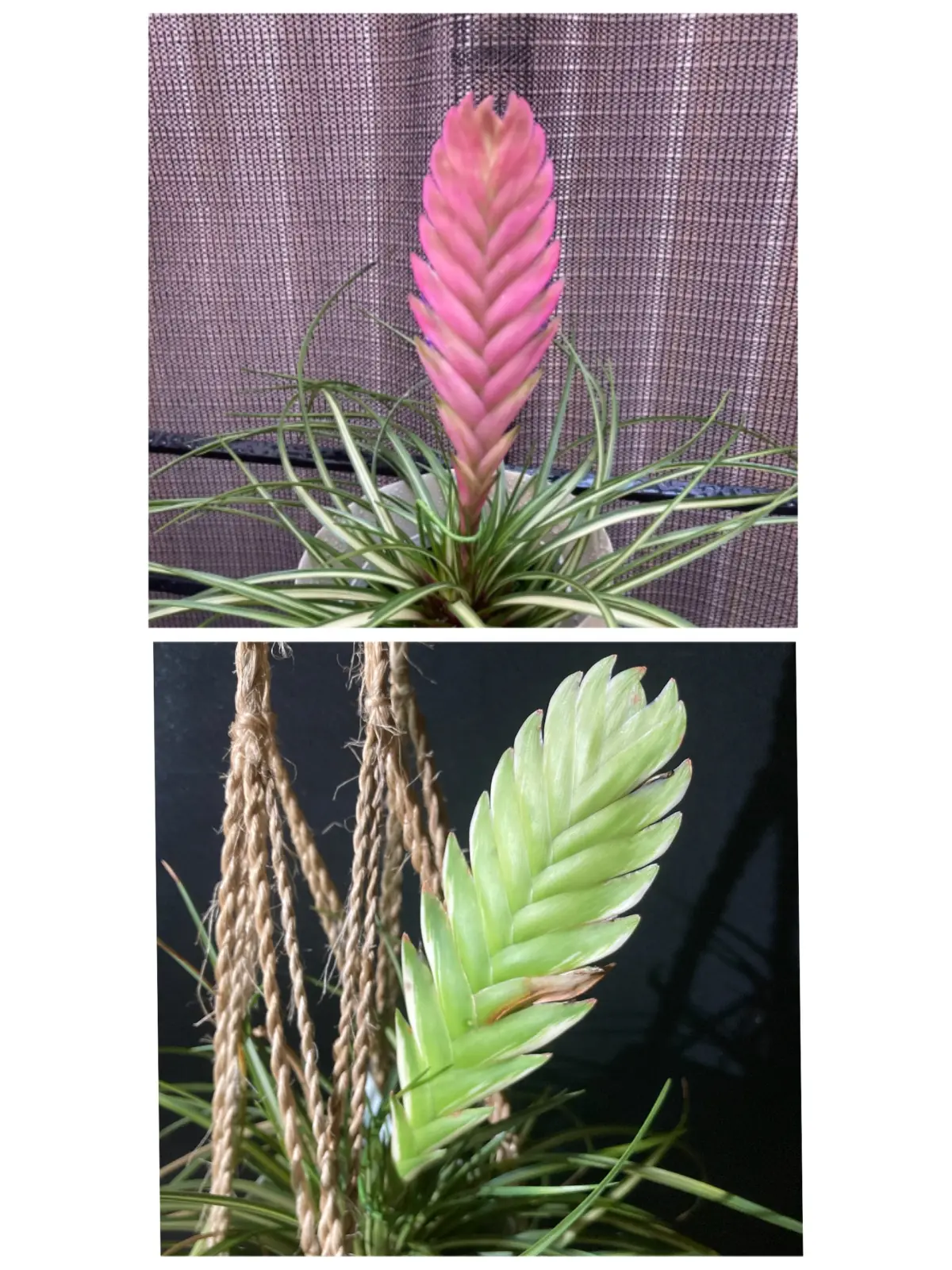 ハナアナナス ②