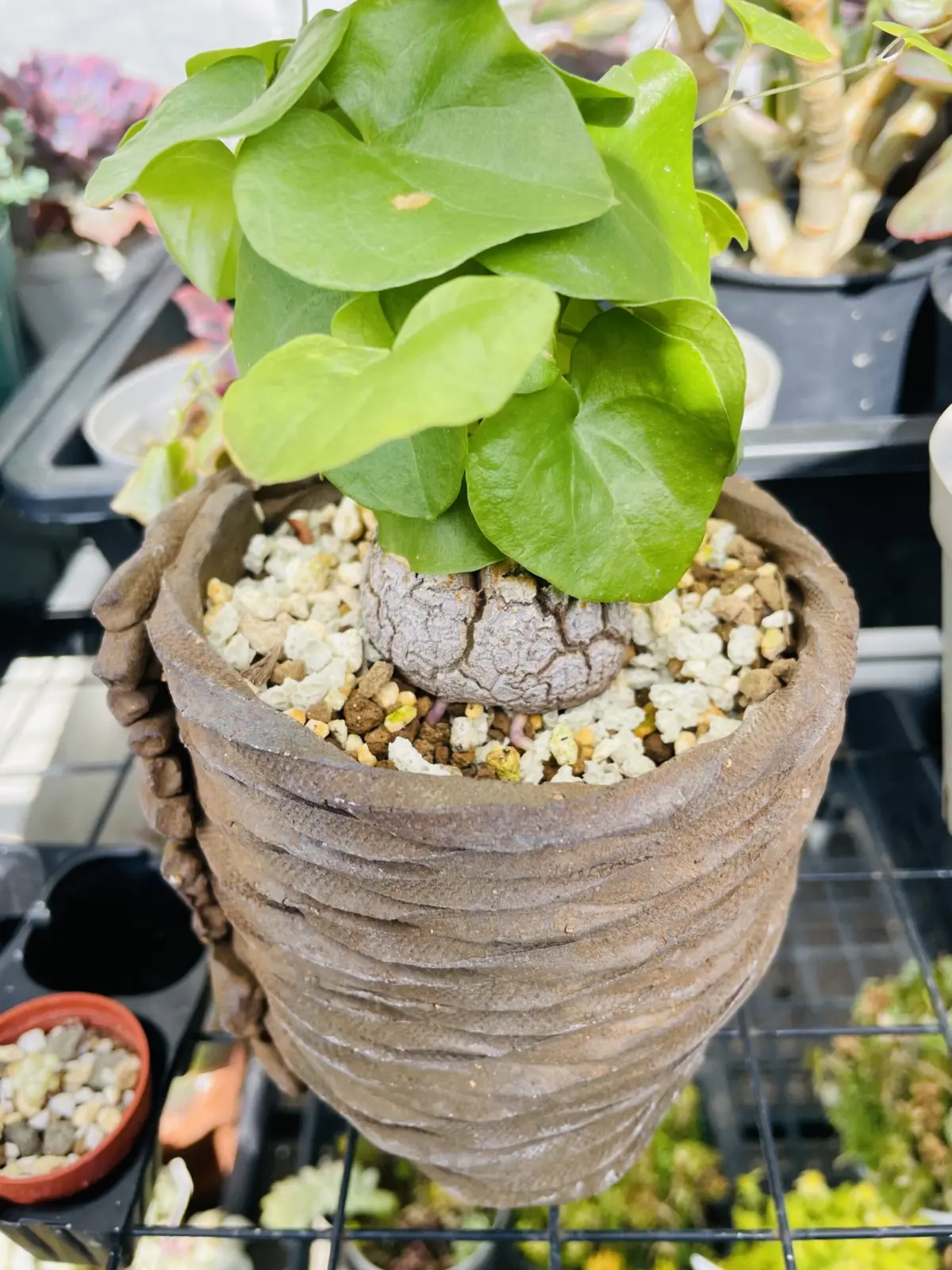 塊根植物　亀甲竜　根が紫