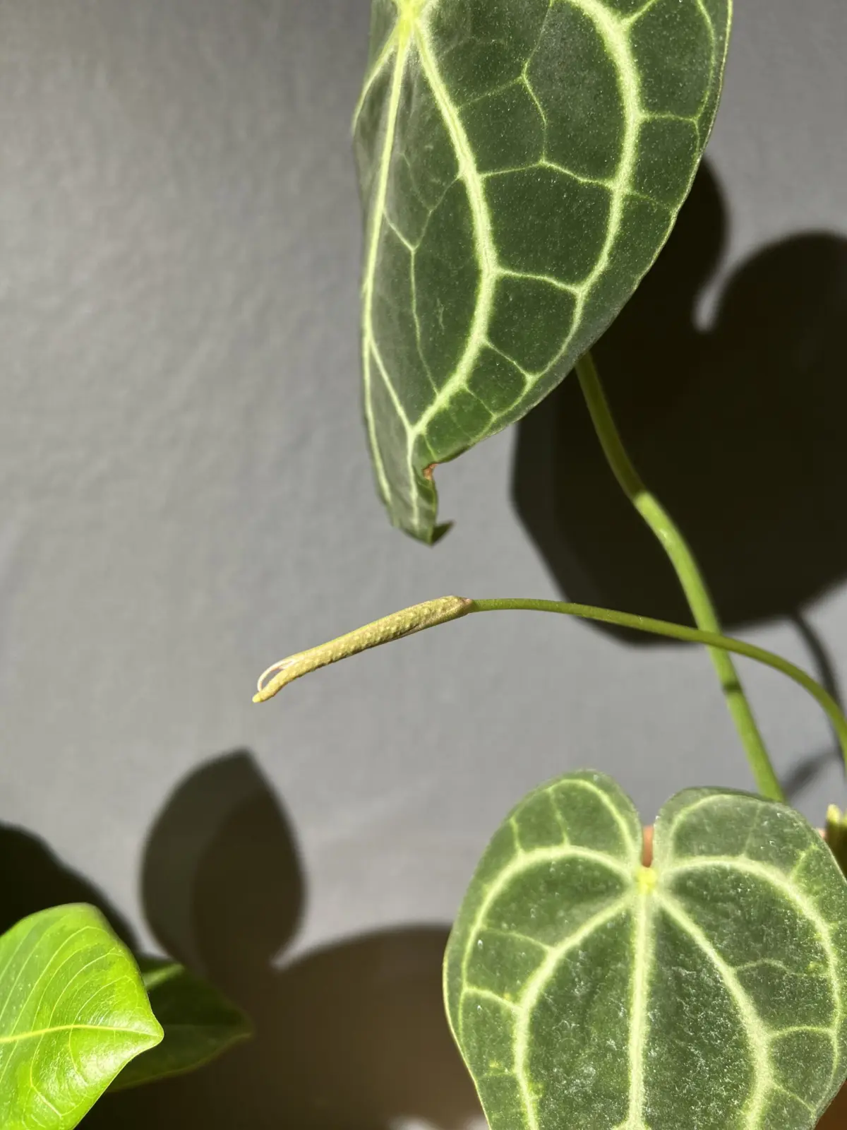 アンスリウム　クラリネルビウム　花