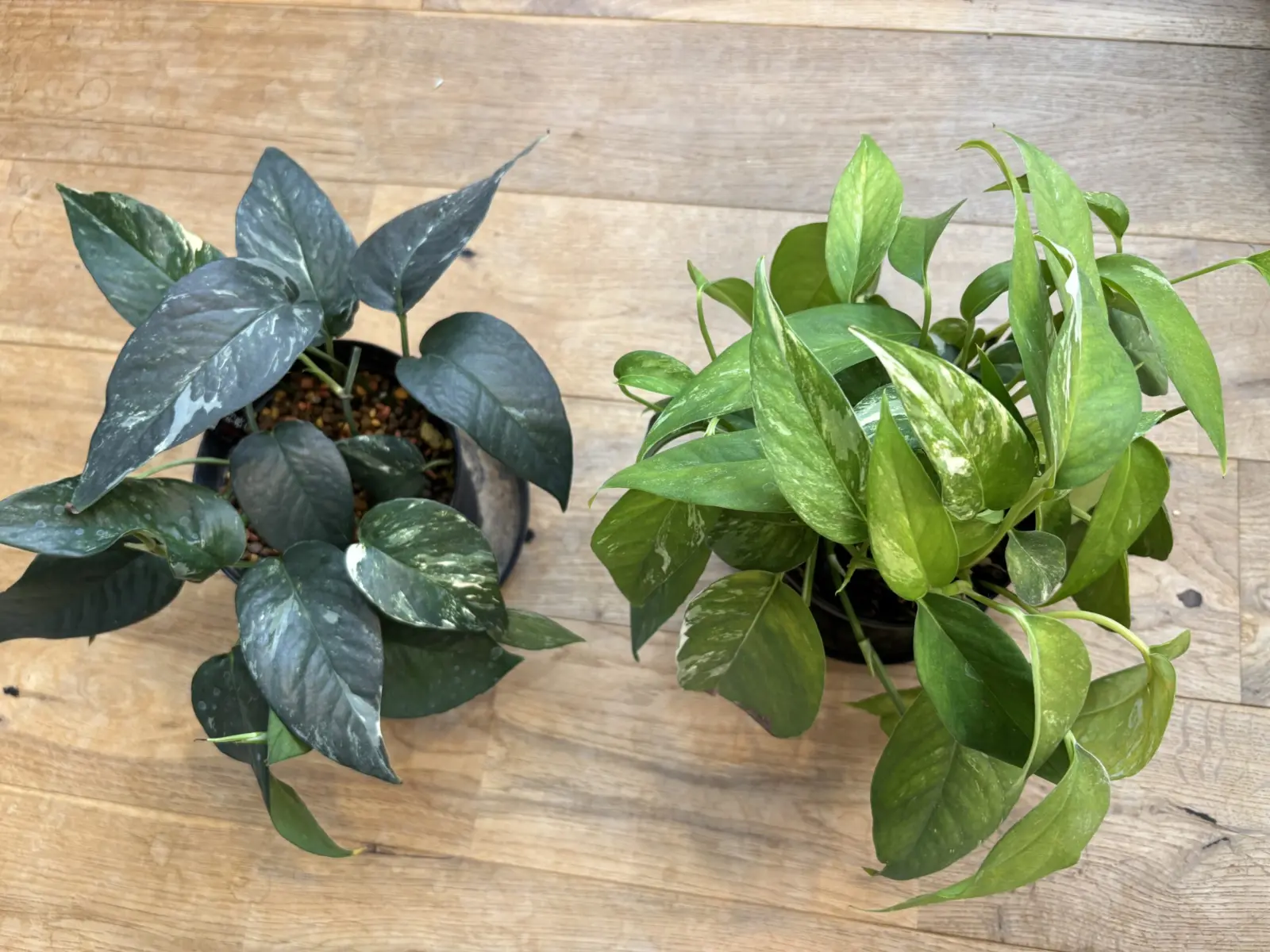 エピプレムヌム　ピナツム　斑入り