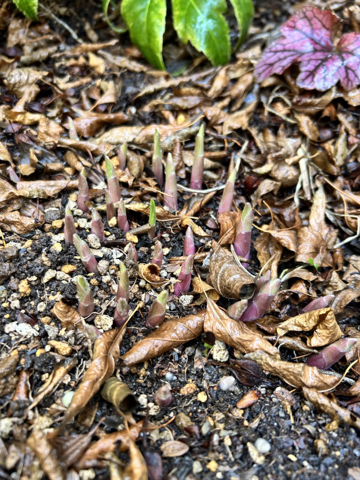 ギボウシ　芽吹