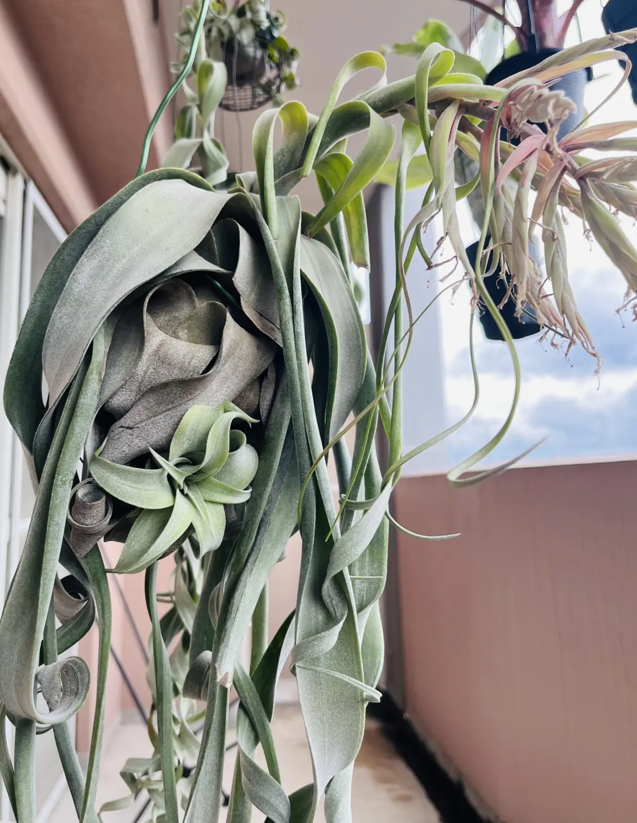 ティランジア　ストレプトフィラ　子株