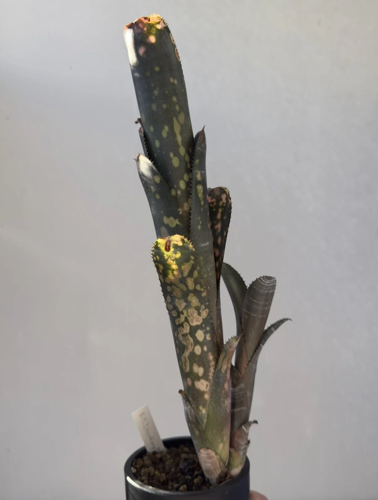 ビルベルギア インセンディアリーデライト