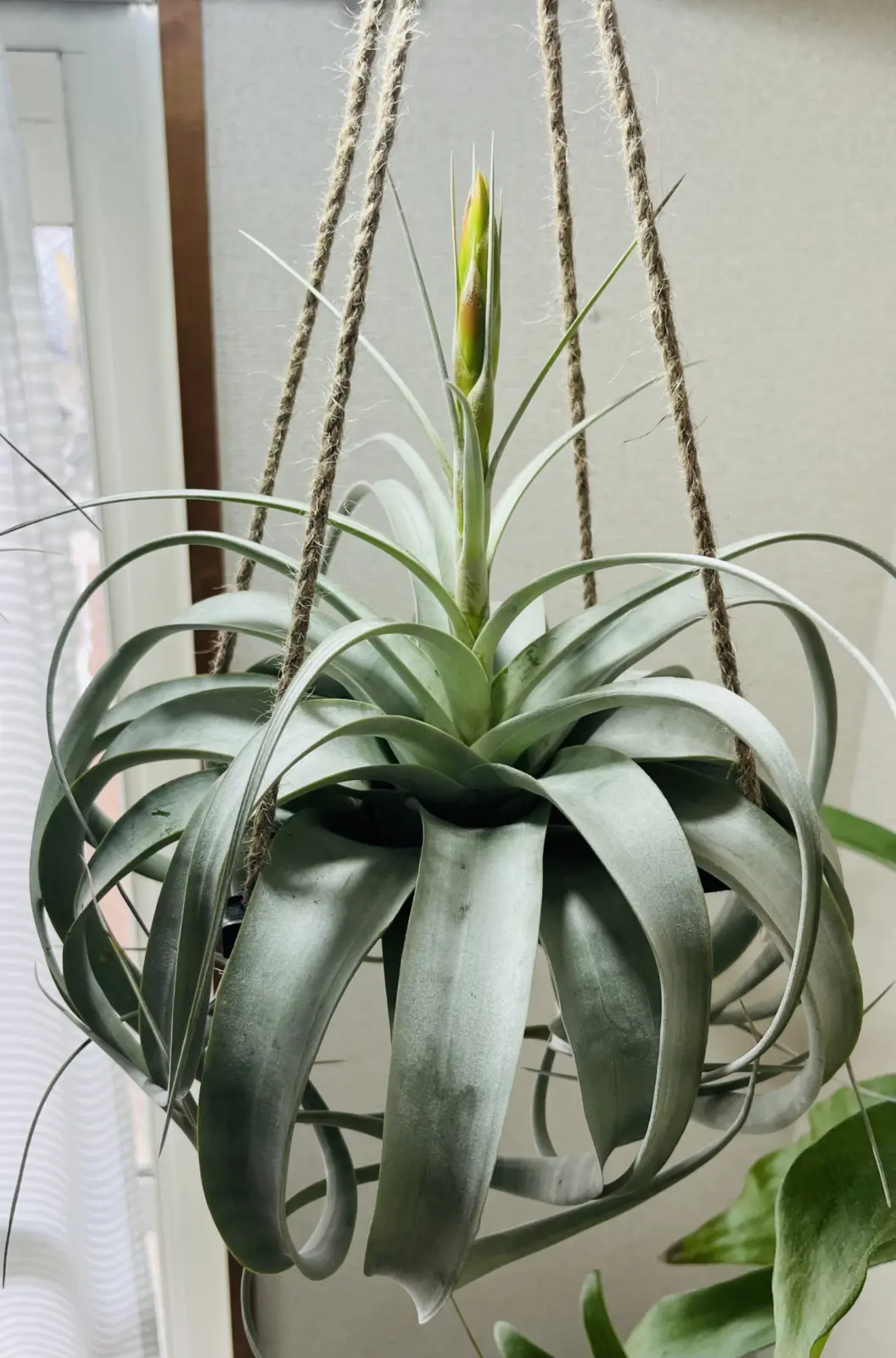 ティランジア キセログラフィカ ホムセン