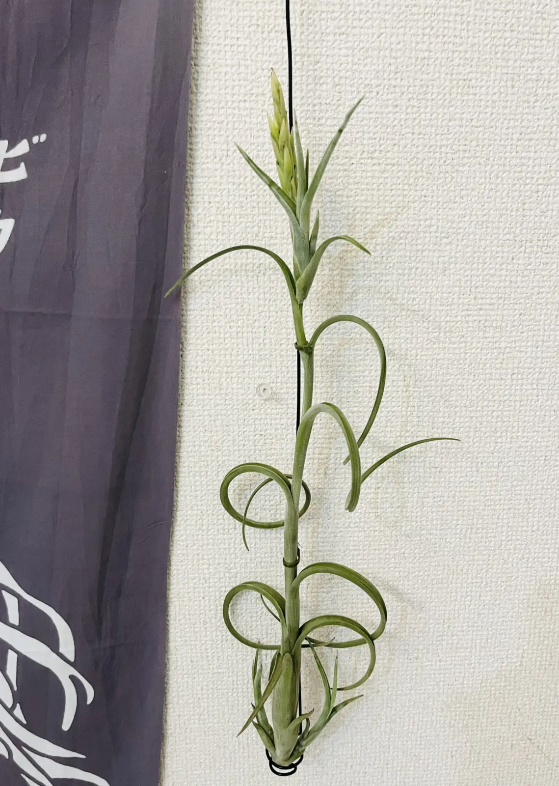 ティランジア　インターメディア