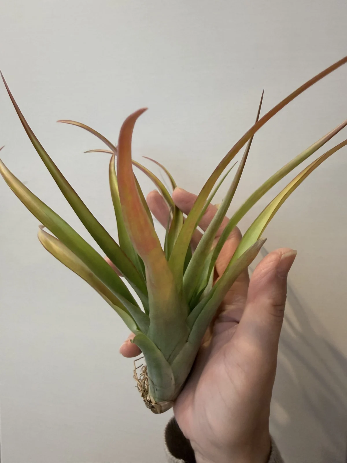 ティランジア札落ち　ガチャ