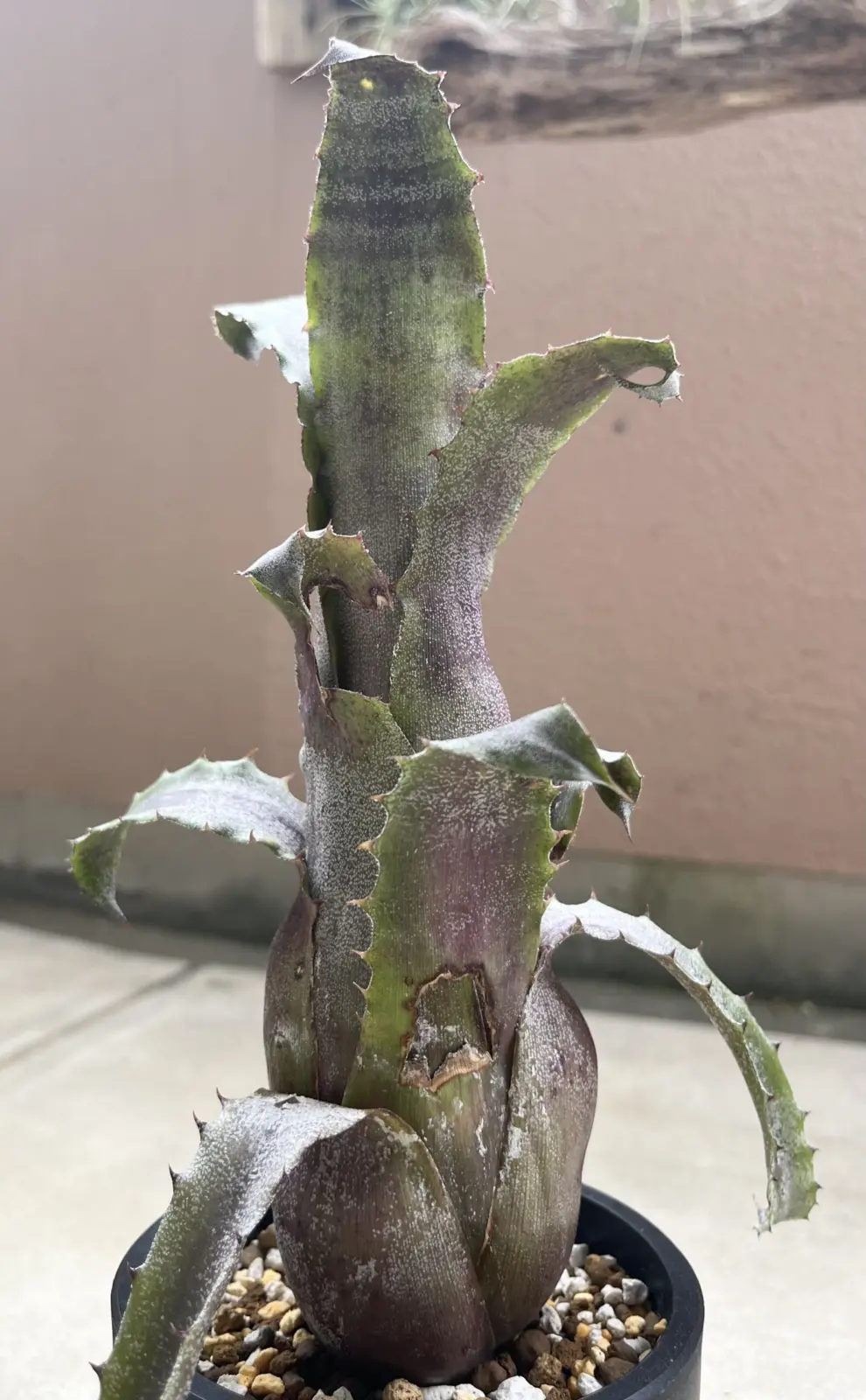 ホヘンベルギア　sp357 害虫　食害