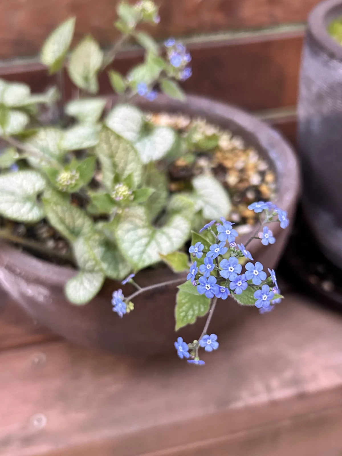 ブルンネラ　ジャックフロスト