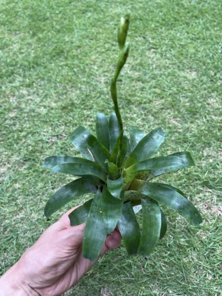 フリーセア ラシナエ 花芽