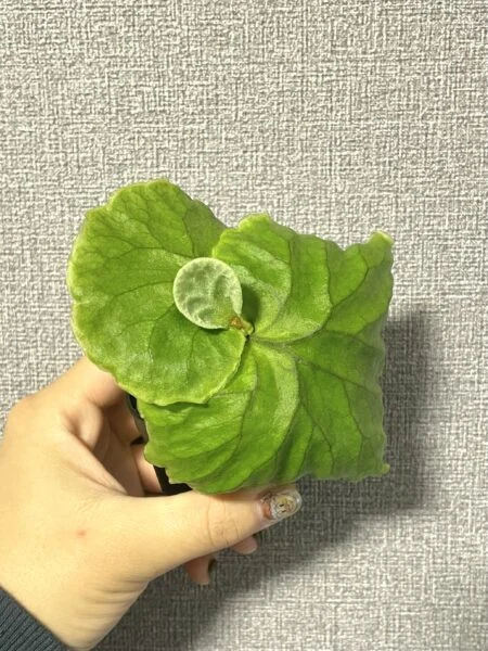 ビカクシダ　リドレイ