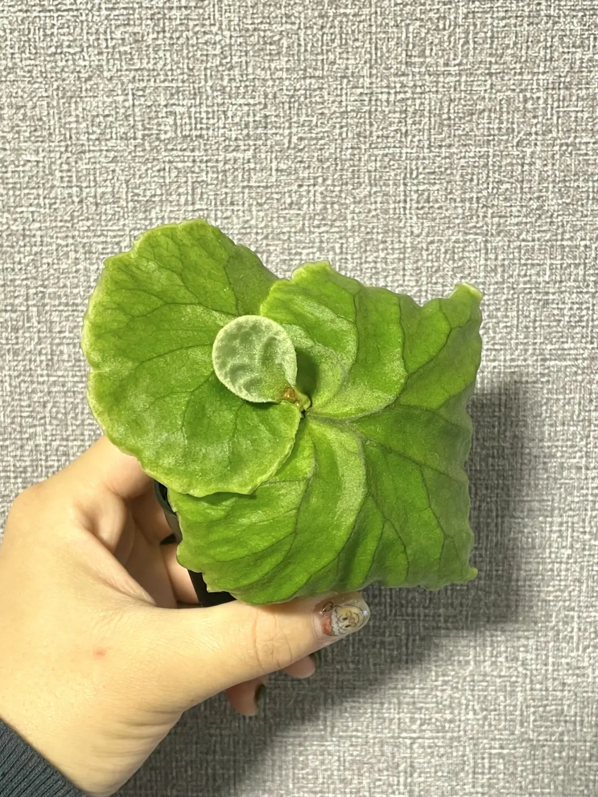 ビカクシダ　リドレイ